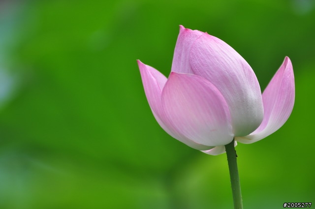 D90 之使用老鏡(小黑三)淺心得 ~