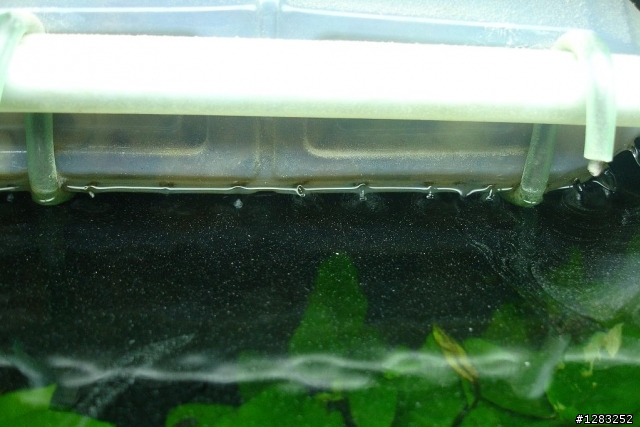 裝潢的木屑會影響魚的健康嗎？