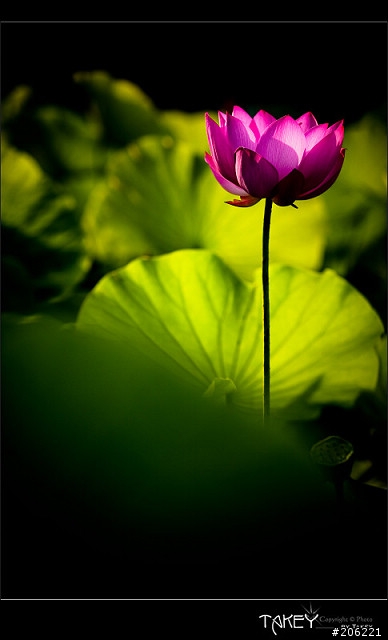 [更新]2012荷花季又到了--歡迎貼圖~~
