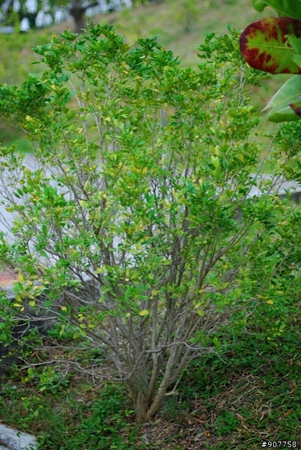 坐山觀海的山中小居 （全文完）