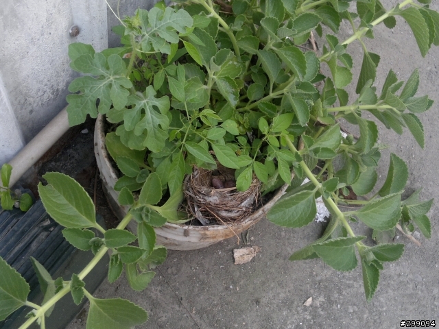 可憐小鳥窩