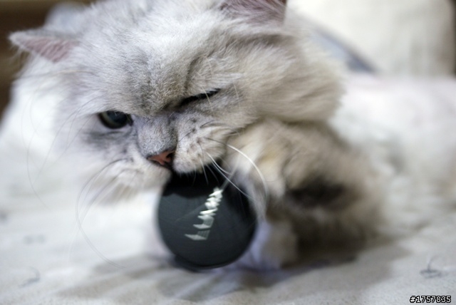 請問大家幫寵物們拍的照片都怎麼整理?