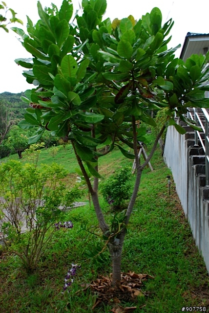 坐山觀海的山中小居 （全文完）