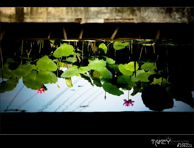 [更新]2012荷花季又到了--歡迎貼圖~~