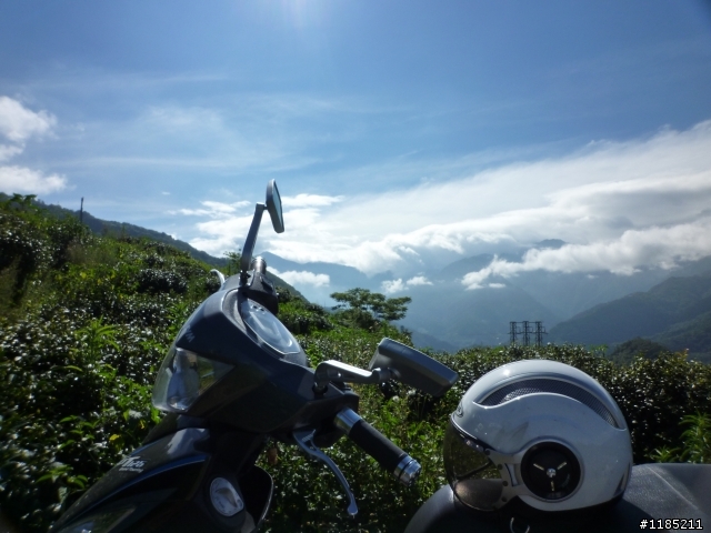 今年夏天騎機車帶丁小兔上合歡山看玉山杜鵑花