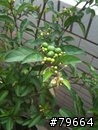 請問各位園藝先進，請問樹名