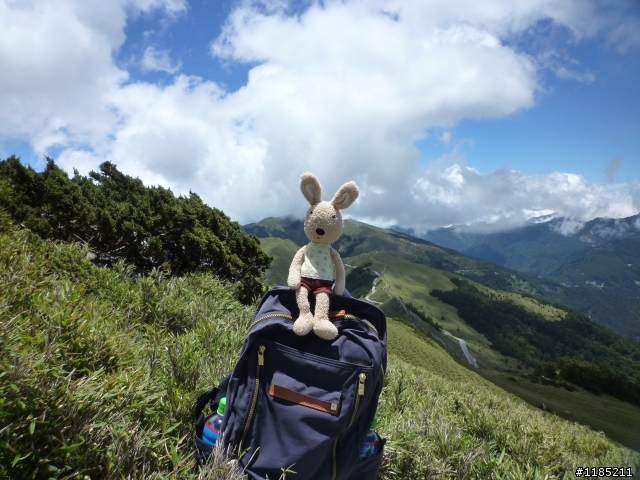 今年夏天騎機車帶丁小兔上合歡山看玉山杜鵑花