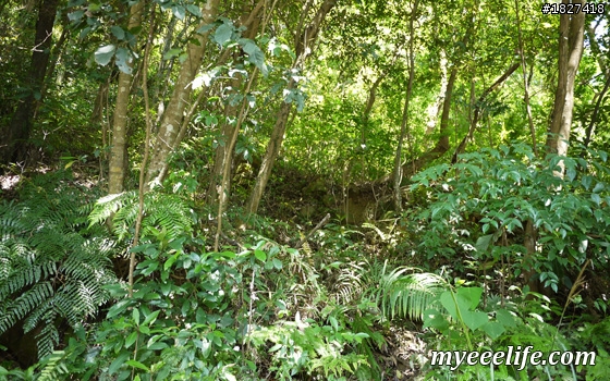 碧山巖一下午小旅行 – 中級篇 (一)：探尋白石湖地名中的「白石」，圓覺尖攻頂！