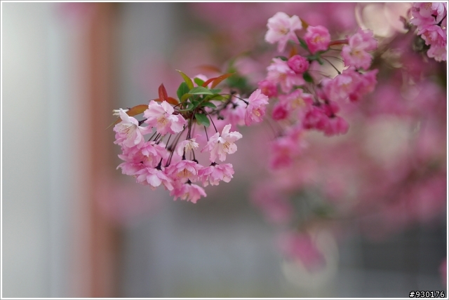 NX系列85mm F1.4相關消息......