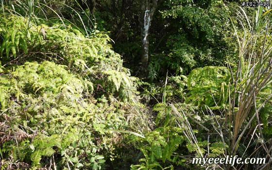 碧山巖一下午小旅行 – 中級篇 (一)：探尋白石湖地名中的「白石」，圓覺尖攻頂！