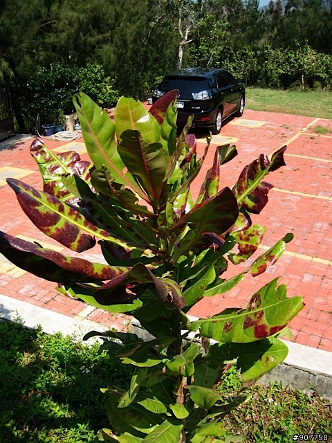 坐山觀海的山中小居 （全文完）