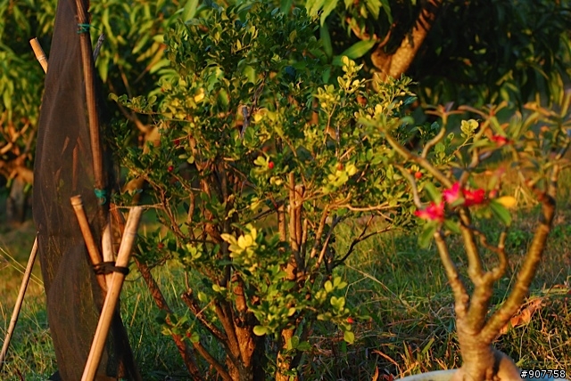 坐山觀海的山中小居 （全文完）