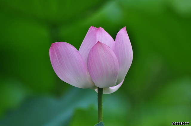 D90 之使用老鏡(小黑三)淺心得 ~