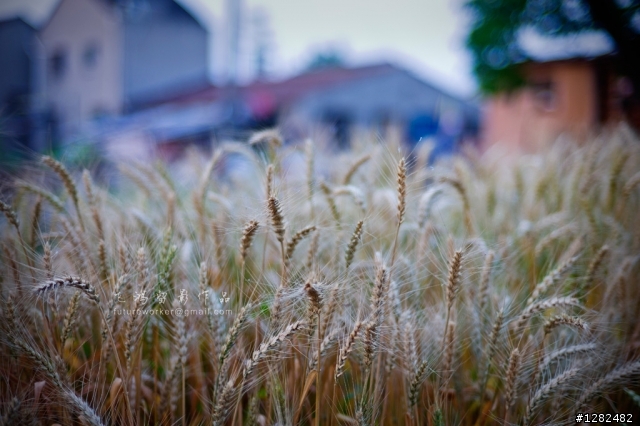 Leica M9的菜鸟影像集