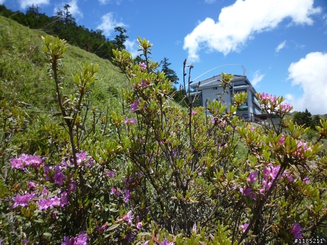 今年夏天騎機車帶丁小兔上合歡山看玉山杜鵑花