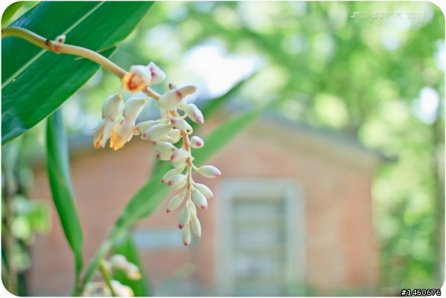 sigma 30mm f1.4 試拍