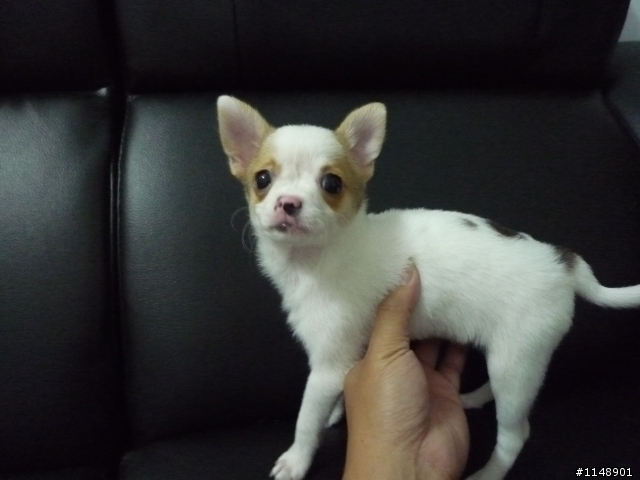 幼犬認養.增加母的幾張照片