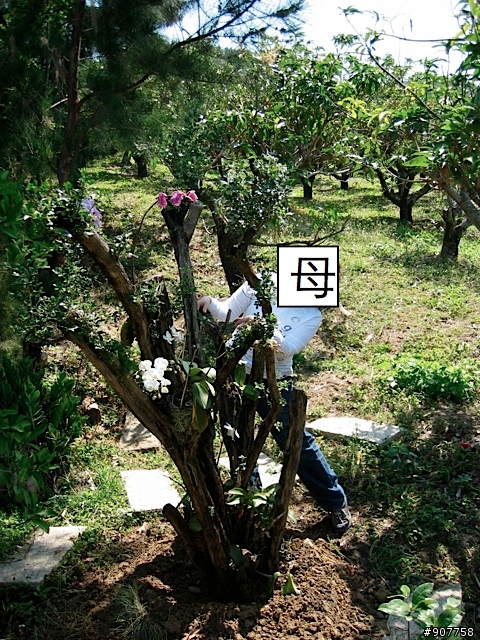 坐山觀海的山中小居 （全文完）