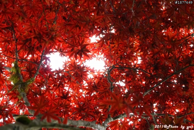 GF1太平山-紅楓