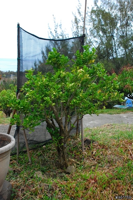 坐山觀海的山中小居 （全文完）