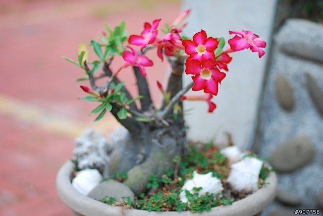 坐山觀海的山中小居 （全文完）