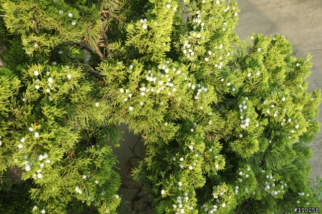 黏滿石頭的樹枝...