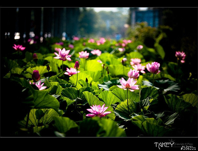 [更新]2012荷花季又到了--歡迎貼圖~~