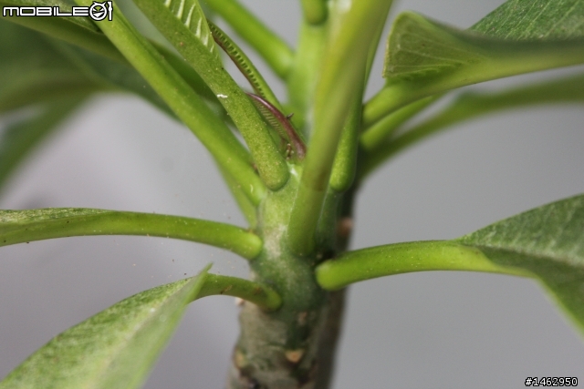 【請益】雞蛋花生病了嗎？