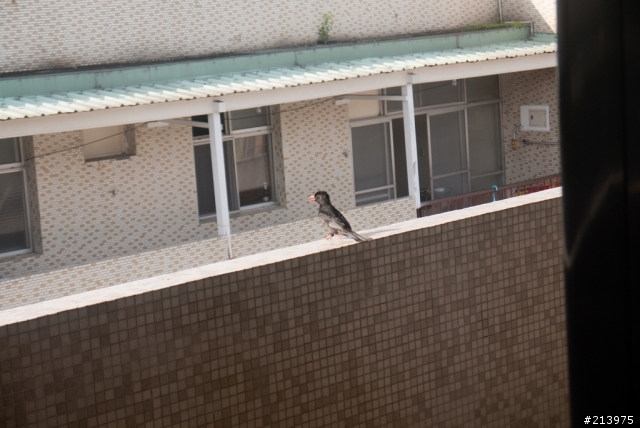 小動物又來拜訪我家了 20110617 09:58 更新