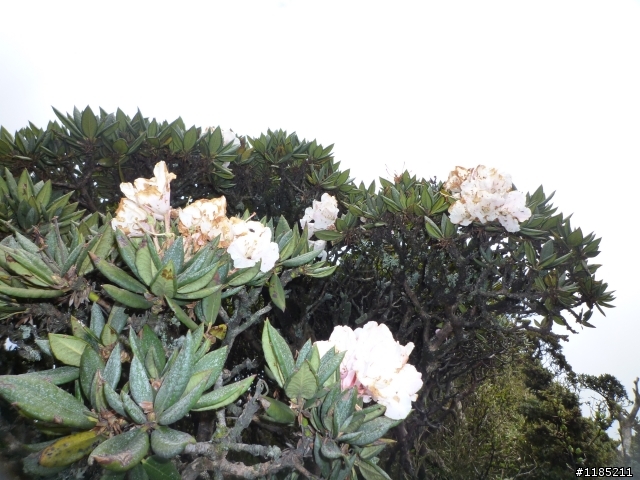 今年夏天騎機車帶丁小兔上合歡山看玉山杜鵑花
