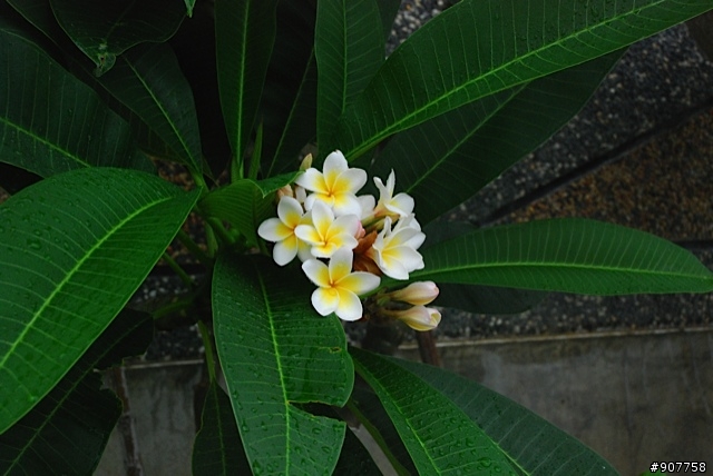 坐山觀海的山中小居 （全文完）