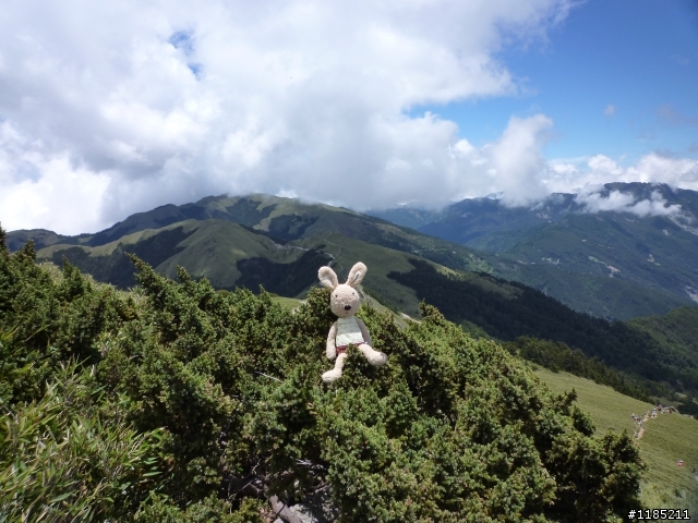 今年夏天騎機車帶丁小兔上合歡山看玉山杜鵑花
