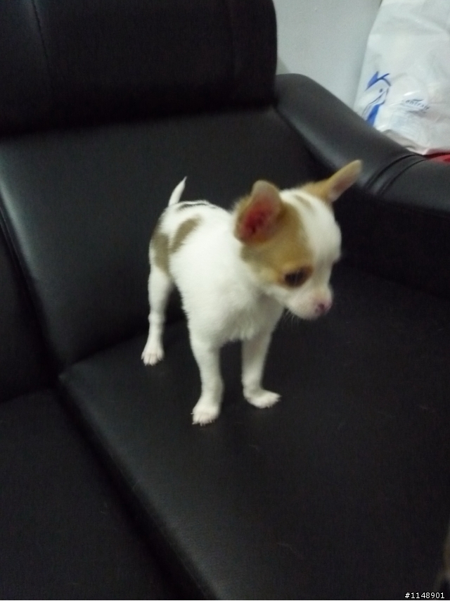 幼犬認養.增加母的幾張照片