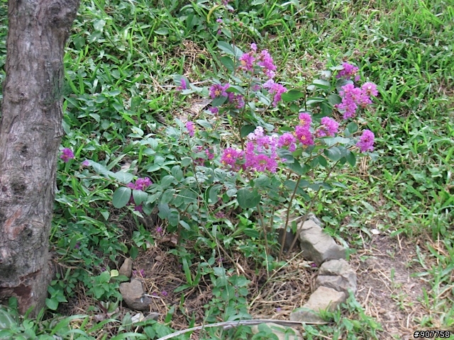 坐山觀海的山中小居 （全文完）