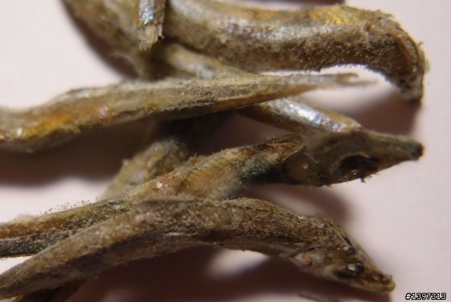這個小魚乾發霉了嗎?