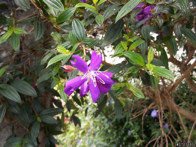 kodak m530~花之圖~