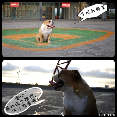 分享可議帶寵物去的地方.【卓蘭大峽谷。五福臨門神木。情人木橋。洲際棒球場】