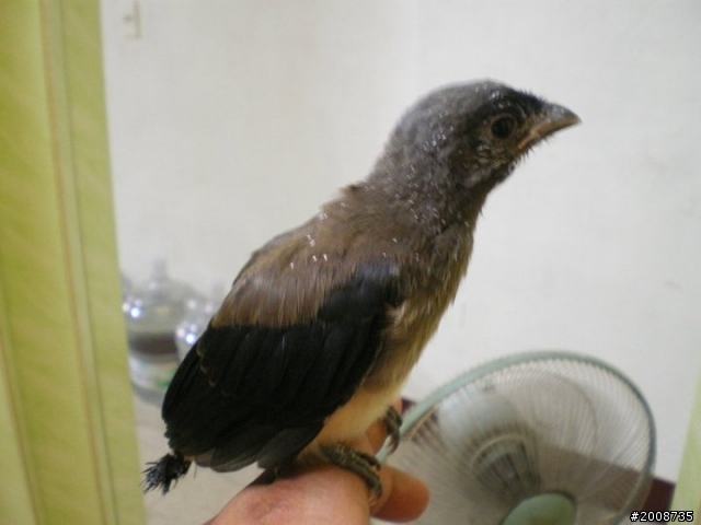 路邊撿到幼鳥（更新附圖）