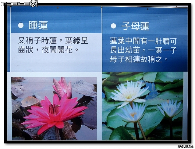 O 家的朋友,一起來蓋2011年蓮花大樓囉!