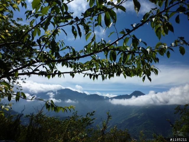 今年夏天騎機車帶丁小兔上合歡山看玉山杜鵑花
