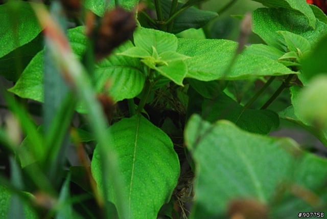 坐山觀海的山中小居 （全文完）