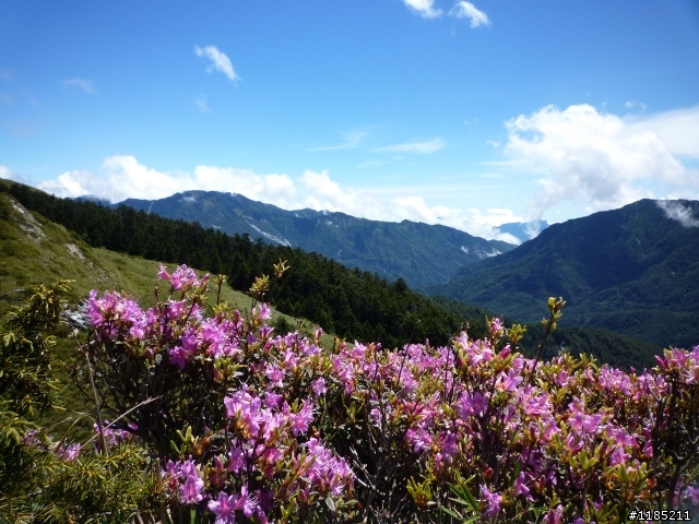 今年夏天騎機車帶丁小兔上合歡山看玉山杜鵑花