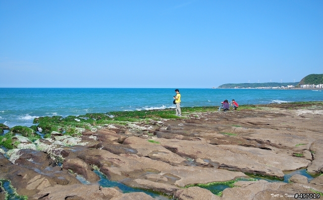 海岸 の 綠精靈 * 新北市 石門 . 老梅石槽 ( 季節限定 )