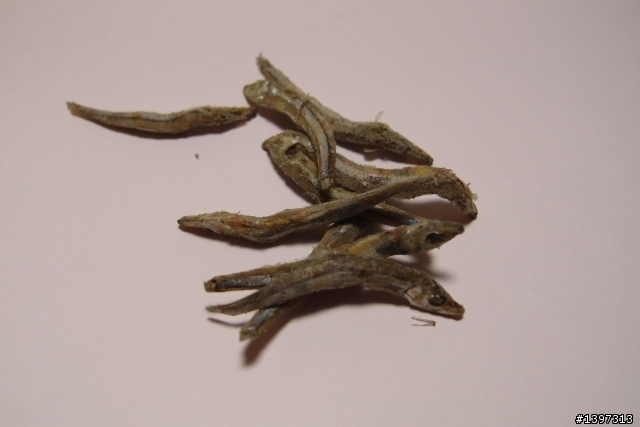 這個小魚乾發霉了嗎?