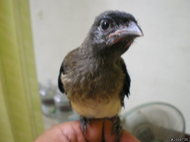路邊撿到幼鳥（更新附圖）