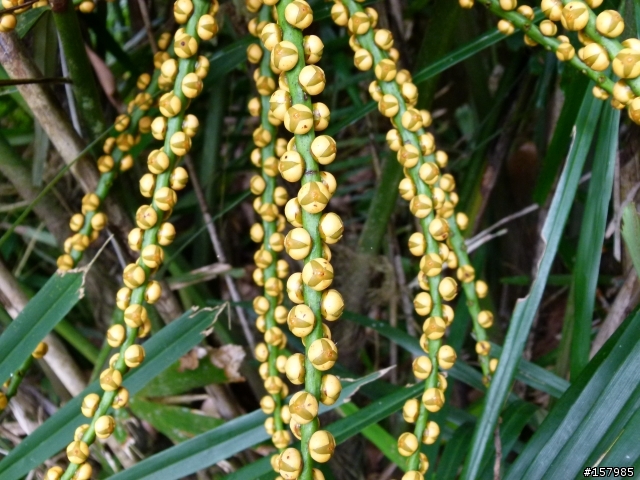 拍到怪植物，求教植物達人