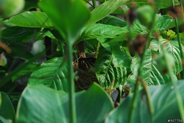 坐山觀海的山中小居 （全文完）