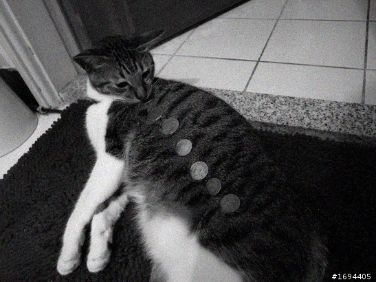 貓咪的五大惡習