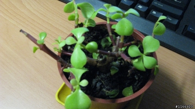 我的銀杏木好像快不行了 Mobile01