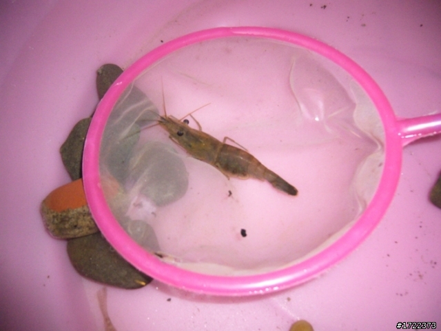請問各位前輩，這是什麼溪魚?什麼蝦?